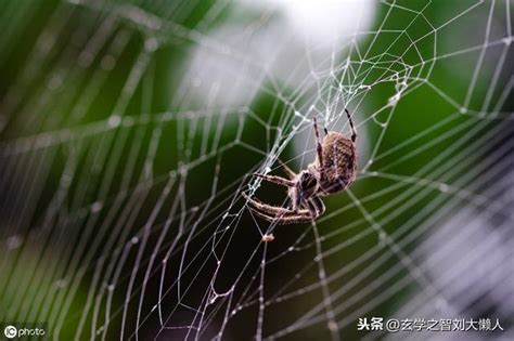 家裡出現大蜘蛛風水 蜘蛛如何結網